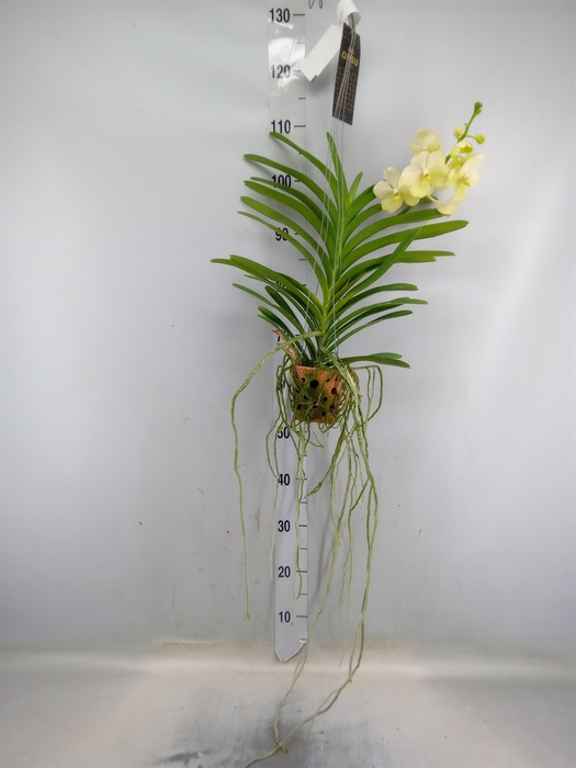 <h4>Vanda  hybriden</h4>