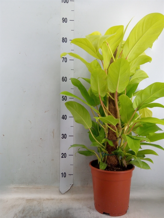 <h4>Philodendron  'Malay Gold'</h4>