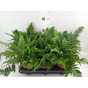 Polystichum tsussimense