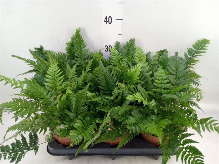 <h4>Polystichum tsussimense</h4>