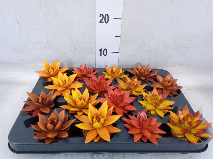 <h4>Echeveria  'Miranda'</h4>