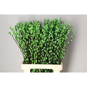 Salix Snowflake 70cm Apple Grn