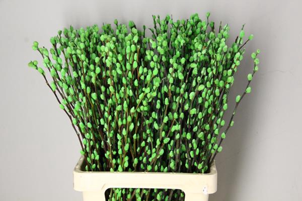 <h4>Salix Snowflake 70cm Apple Grn</h4>