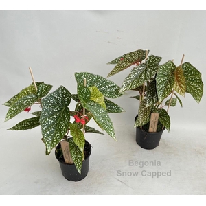 Begonia Snow Capped 14cm