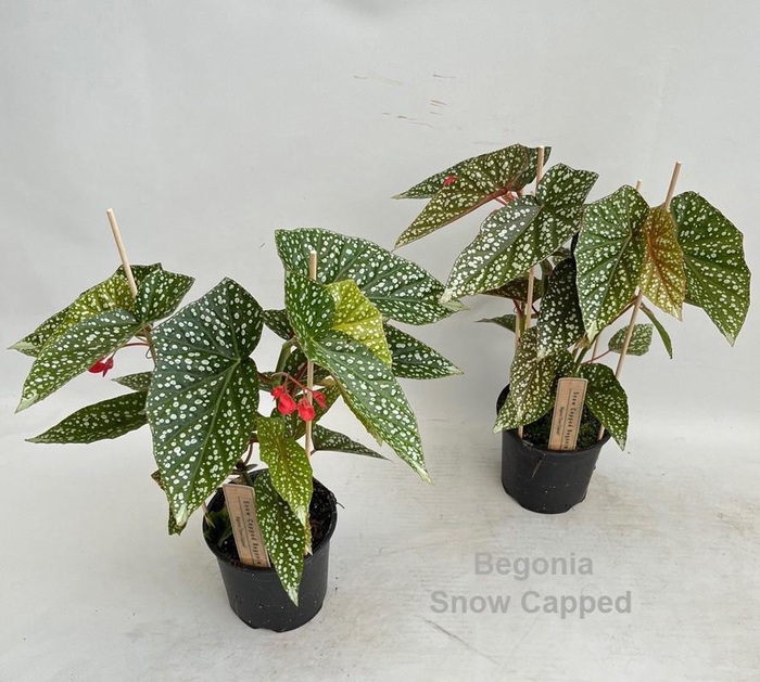 <h4>Begonia Snow Capped 14cm</h4>
