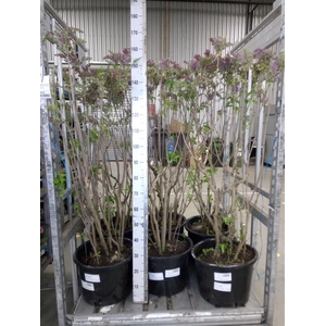 Syringa vulg. 'Ruhm von Horstens'