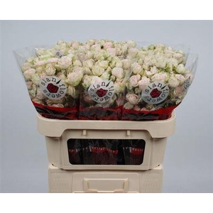 R Tr Sweet Blossoms
