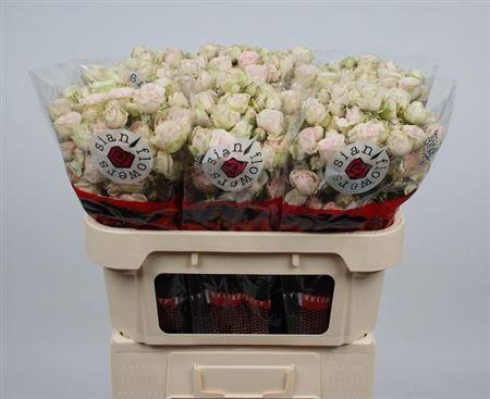 <h4>R Tr Sweet Blossoms</h4>