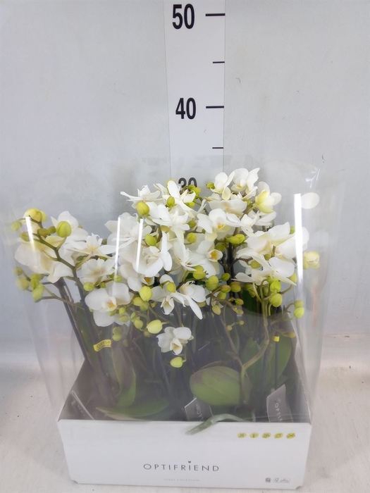 <h4>Phalaenopsis multi.   ...white</h4>