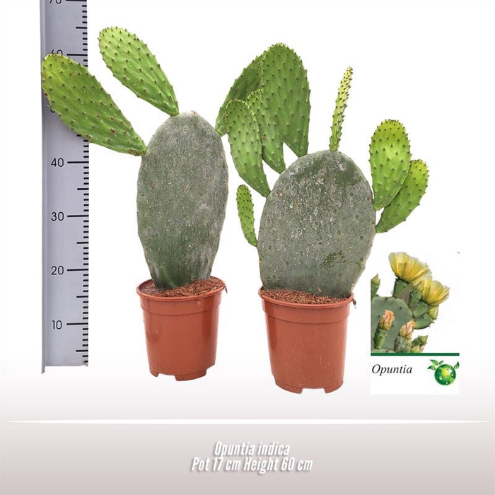 <h4>Opuntia</h4>