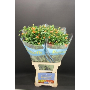 Ran Butterfly Galathea 70cm