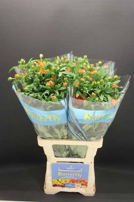 <h4>Ran Butterfly Galathea 70cm</h4>