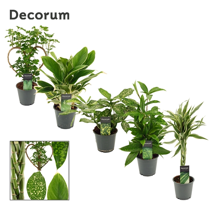 Green Extreme Mix 12 cm (Decorum)