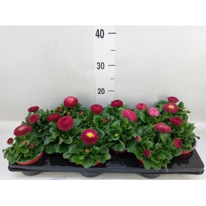 Bellis perennis 'Roggli Red'