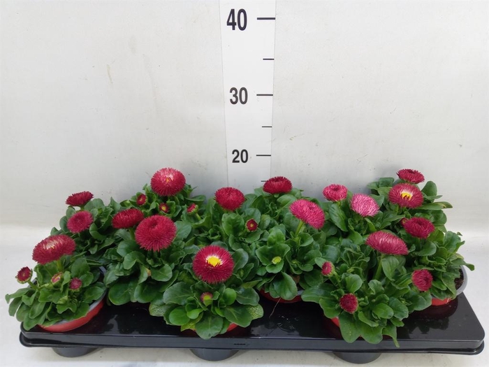 <h4>Bellis perennis 'Roggli Red'</h4>