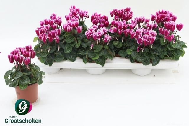 <h4>CYCL KL SNOWRIDGE</h4>