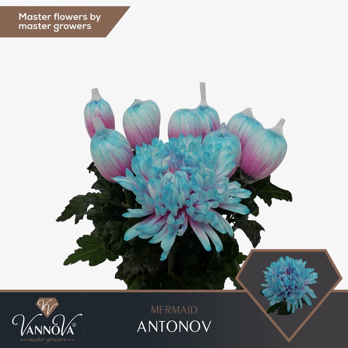 <h4>Chrysanten Chr G Antonov Mermaid</h4>