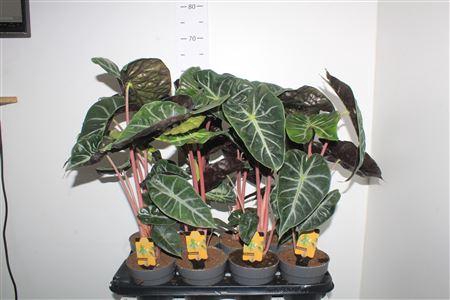 Aloc Pink Dragon