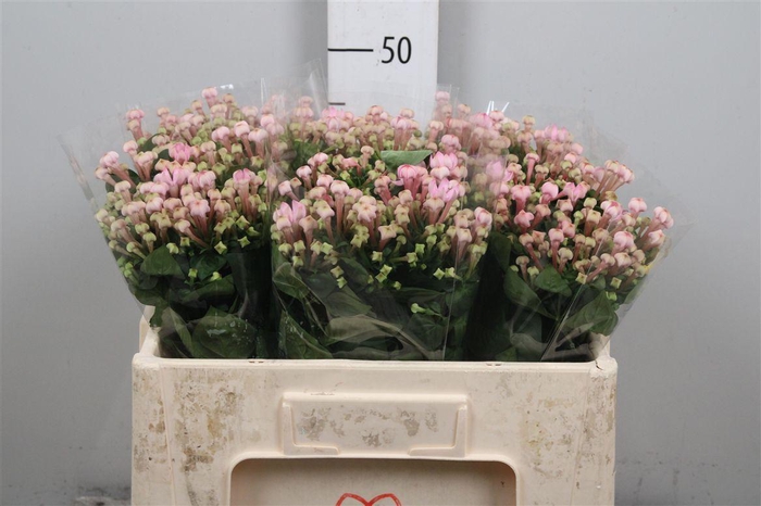 <h4>Bou En Sweet Jewel</h4>