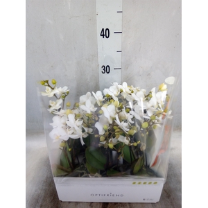 Phalaenopsis multi.   ...white