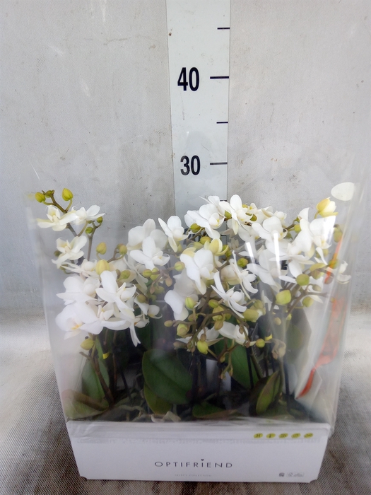 <h4>Phalaenopsis multi.   ...white</h4>