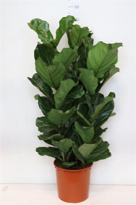 <h4>Ficus Lyrata 3pp</h4>
