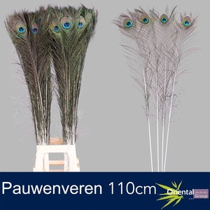 Pauwenveren H%