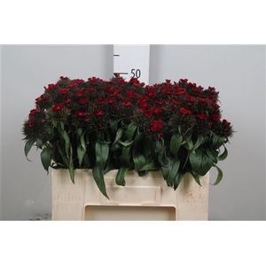 Di Barb B Diep Rood