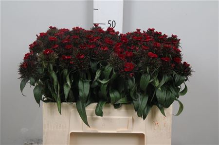 <h4>Di Barb B Diep Rood</h4>