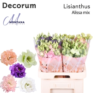 Lisianthus Alissa mix 70cm