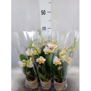 Phalaenopsis multi.   ...yellow