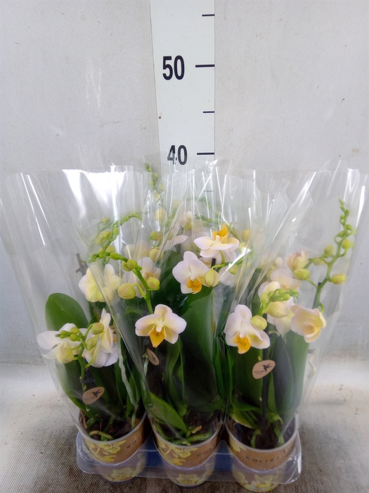 <h4>Phalaenopsis multi.   ...yellow</h4>