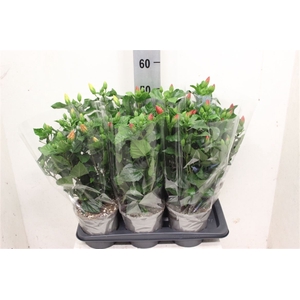 Hibiscus Gemengd 17cm