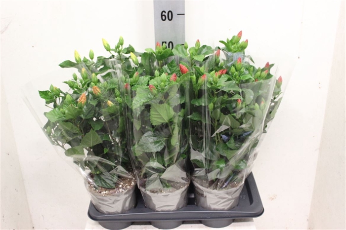 <h4>Hibiscus Gemengd 17cm</h4>