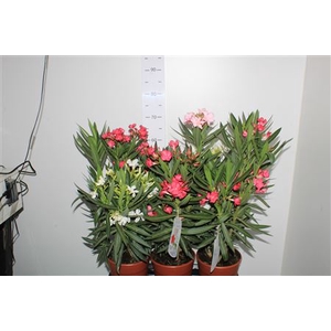Neri Oleander Tricolor 3-5 Branche