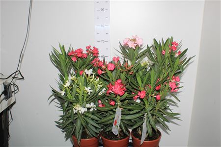 Neri Oleander Tricolor 3-5 Branche