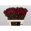 Leucadendron Blush Spray