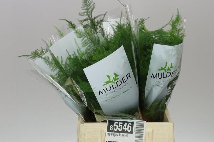 <h4>Asparagus 1e Veren</h4>