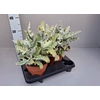 KALANCHOE BEHARENSIS