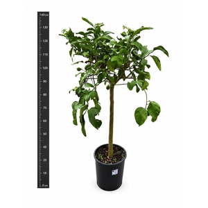 CITR MICROCARPA