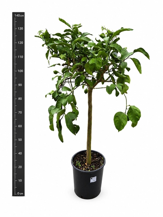 <h4>CITR MICROCARPA</h4>