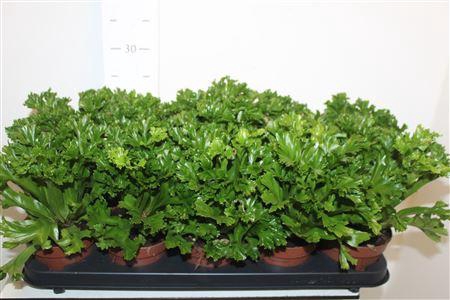 <h4>Asple Ant Leslie</h4>