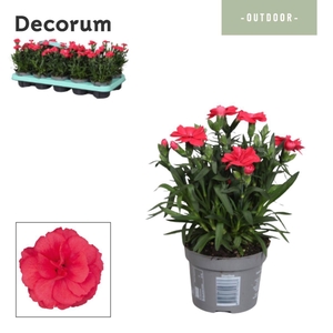 Dianthus - 10,5 cm - Oscar Red - Decorum