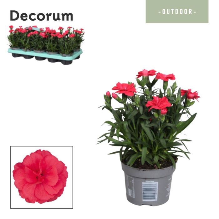 <h4>Dianthus - 10,5 cm - Oscar Red - Decorum</h4>