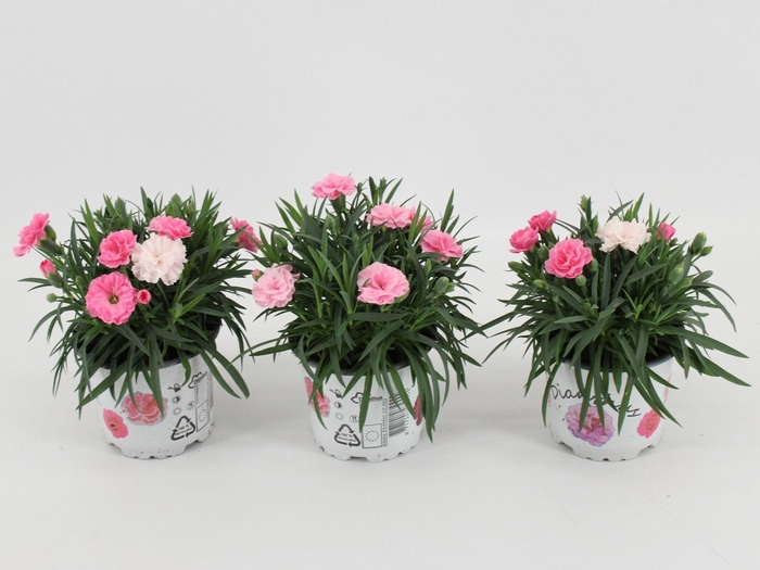 <h4>Dianthus I love U</h4>