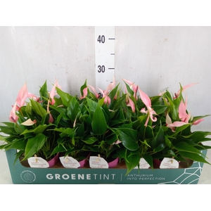 Anthurium andr. 'Lilli'