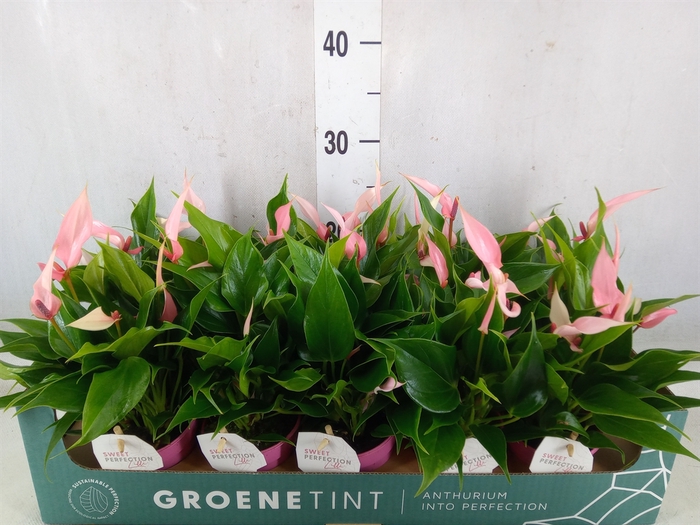 <h4>Anthurium andr. 'Lilli'</h4>