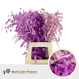 Chasmanthium Love Mix