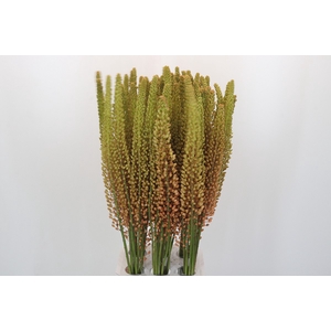 Eremurus Oranje