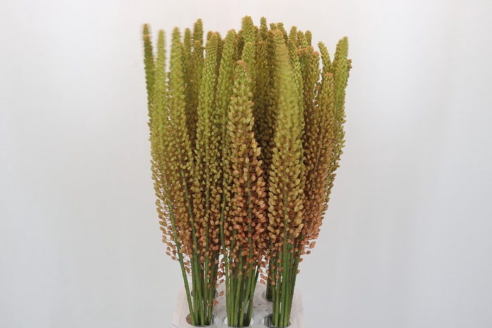 <h4>Eremurus Oranje</h4>